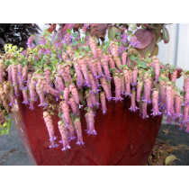 Origanum Rotundifolium Amethyst Falls - Origano