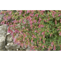 Origanum Rotundifolium Dingle Fairy - Origano