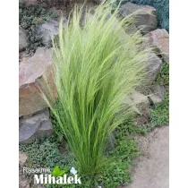 Stipa