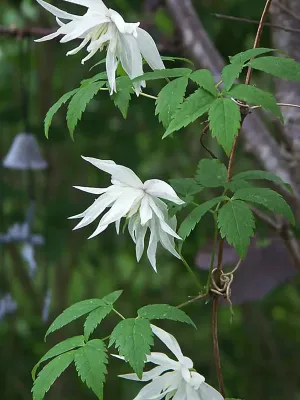 Clematis Albina Plena - Klematis 