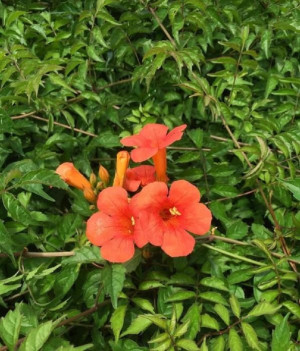 Campsis Radicans Ursynow - Tekoma