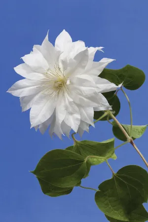 Clematis Duchess Of Edinburgh - Klematis