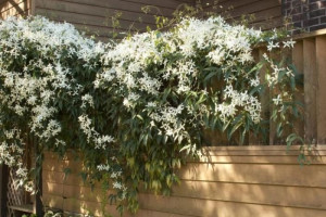 Clematis Armandii - Zimzeleni Klematis