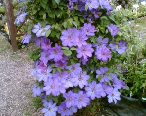 Clematis Baltyk - Klematis