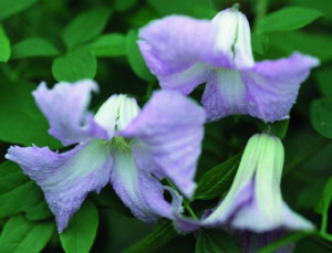 Clematis Betty Corning - Klematis