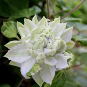 Clematis Diamond Ball - Klematis Dijamantska Lopta