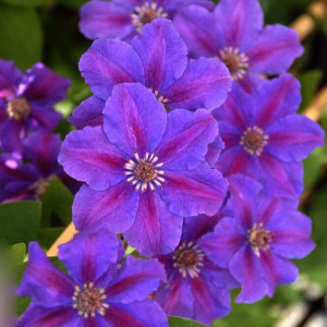 Clematis Ashva - Klematis