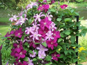 Clematis Ernest Markham - Klematis