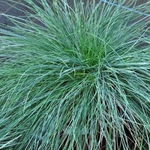 Festuca Glauca Blauglut - Ukrasna Trava