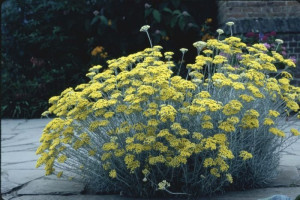 Helichrysum Italicum Korma - Smilje