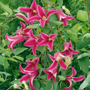 Klematis