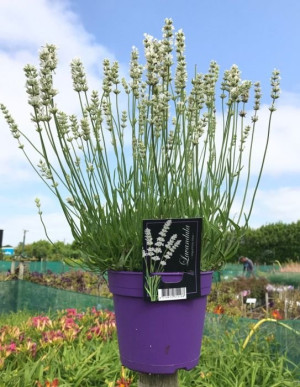 Lavandula Angustifolia Dwarf Blue - Engleska Lavanda