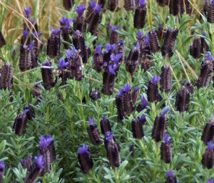Lavandula Stoechas Blue Star - Španska Lavanda