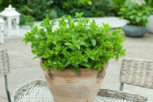 Mentha Rotundifolia Eau de Cologne - Nana 