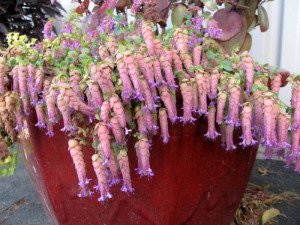 Origanum Rotundifolium Amethyst Falls - Origano