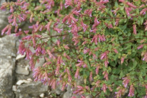 Origanum Rotundifolium Dingle Fairy - Origano