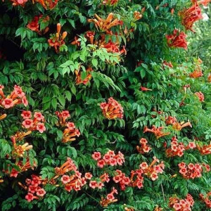Campsis Radicans Flamenco - Tekoma