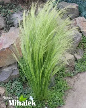 Stipa