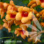Campsis Radicans Judy - Tekoma