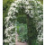 Clematis Armandii - Zimzeleni Klematis