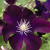 Clematis Ashva - Klematis