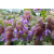 Origanum Rotundifolium Amethyst Falls - Origano