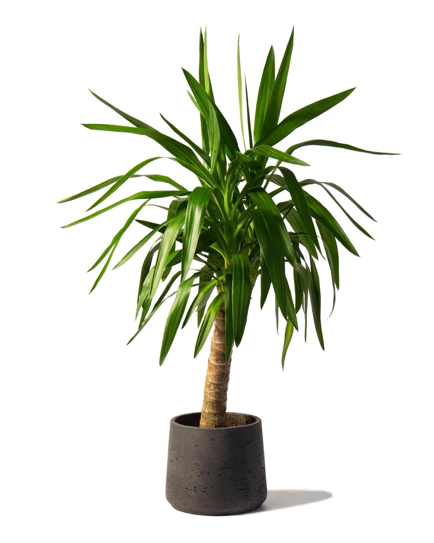 Yucca single stream