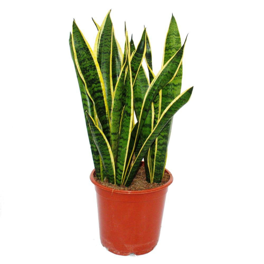 Sansevieria trifasciata Laurentii