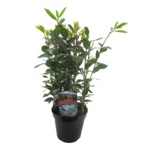 Laurus nobilis (lovor, lorber) 