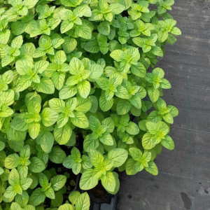 Nana (menta) mohito