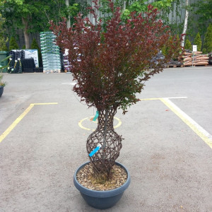 Lagerstroemia indica