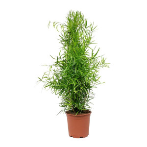 Asparagus falcatus