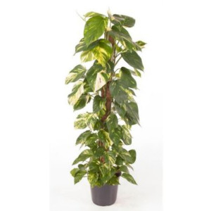 Epipremnum mosstok
