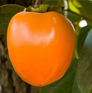 Sadnice Kaki Jabuke