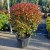 Photinia x fraseri Carre Rouge
