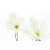 Mont Blanc Signature Woman Edp 30ml