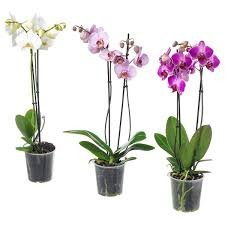 Orhideja Phalaenopsis