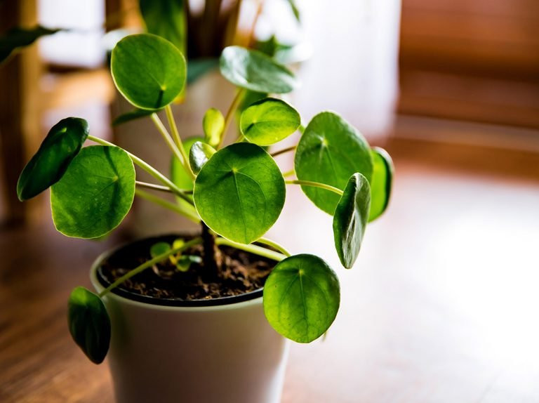 Pilea Peperomioides (Kineski novac)