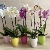 Orhideja Phalaenopsis