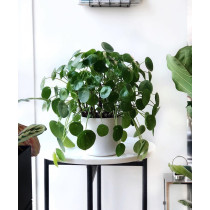 Pilea Peperomioides (Kineski novac)