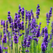 Lavanda