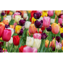 Tulipan (lukovice)