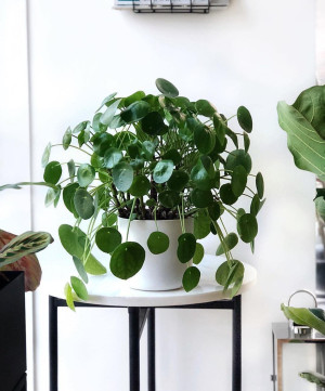 Pilea Peperomioides (Kineski novac)