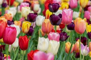 Tulipan (lukovice)