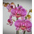 Orhideja Phalaenopsis
