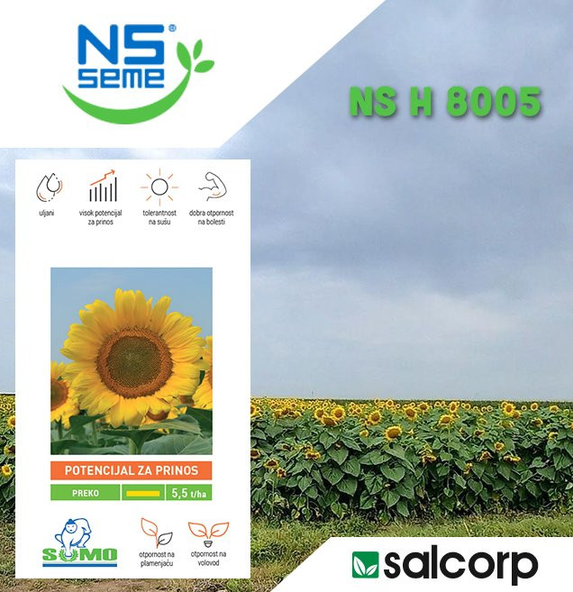  NS suncokret H 8005