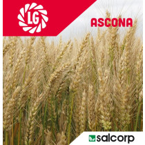 LG psenica ASCONA