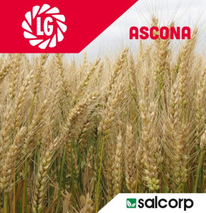 LG psenica ASCONA