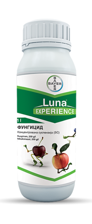 Luna Experience 1/1