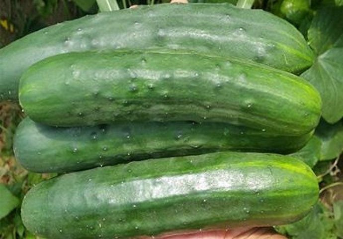 Krastavac 1kg